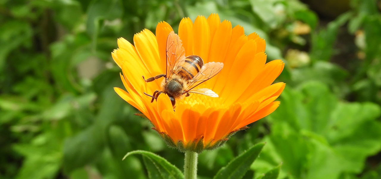 nature  insect  flower free photo