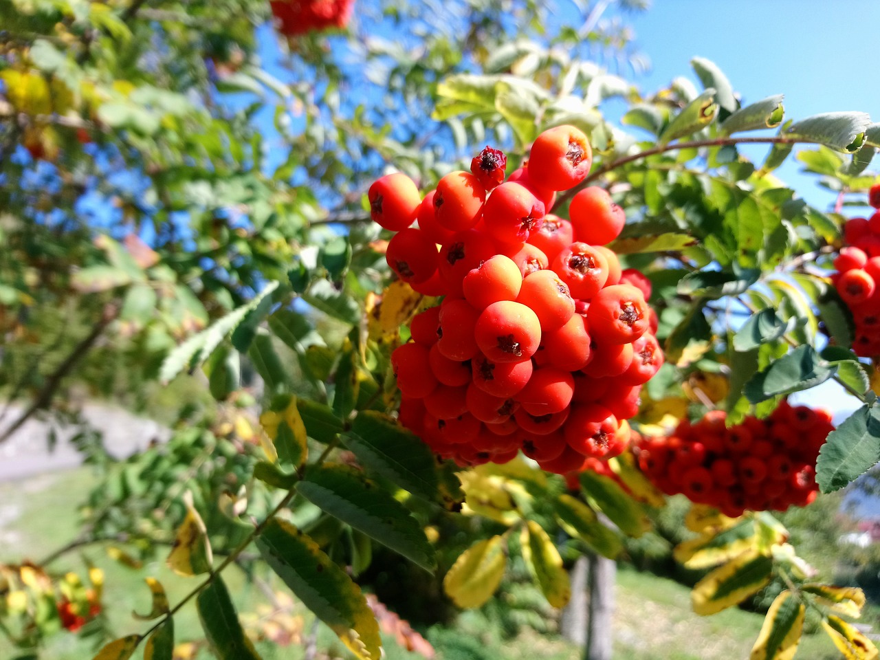 nature  autumn  berry free photo