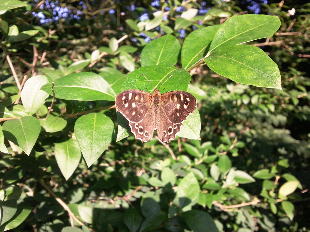 nature animals butterfly free photo