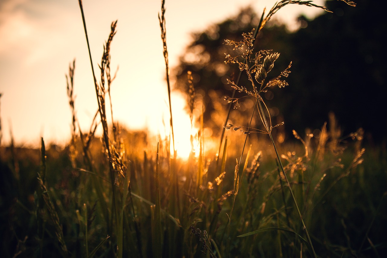 nature  grass  landscape free photo