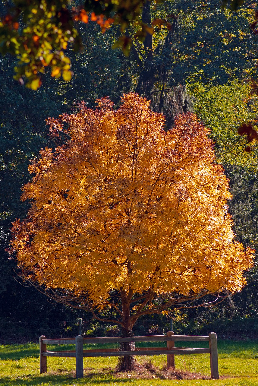 nature  autumn  trees free photo