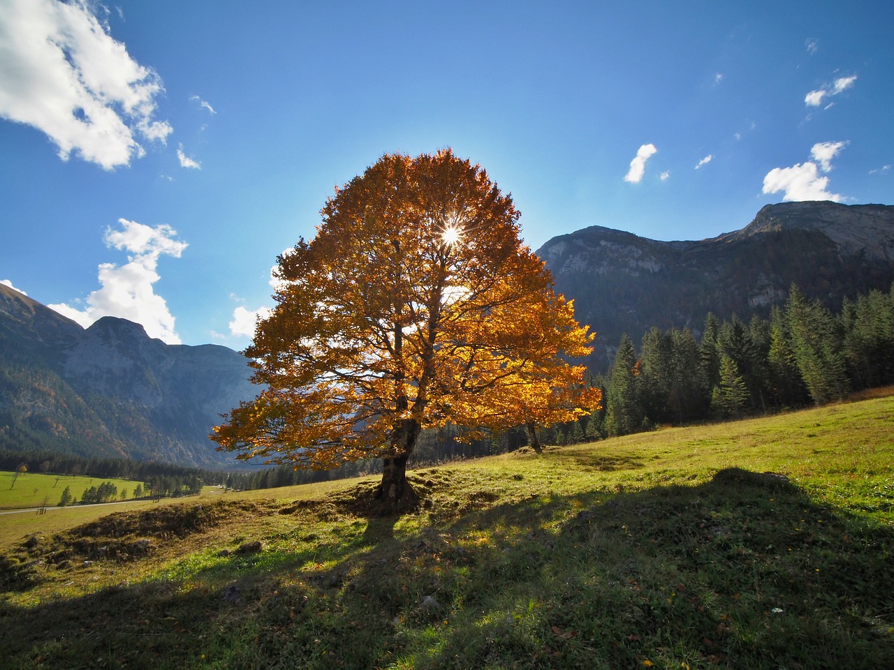 nature  landscape  autumn free photo