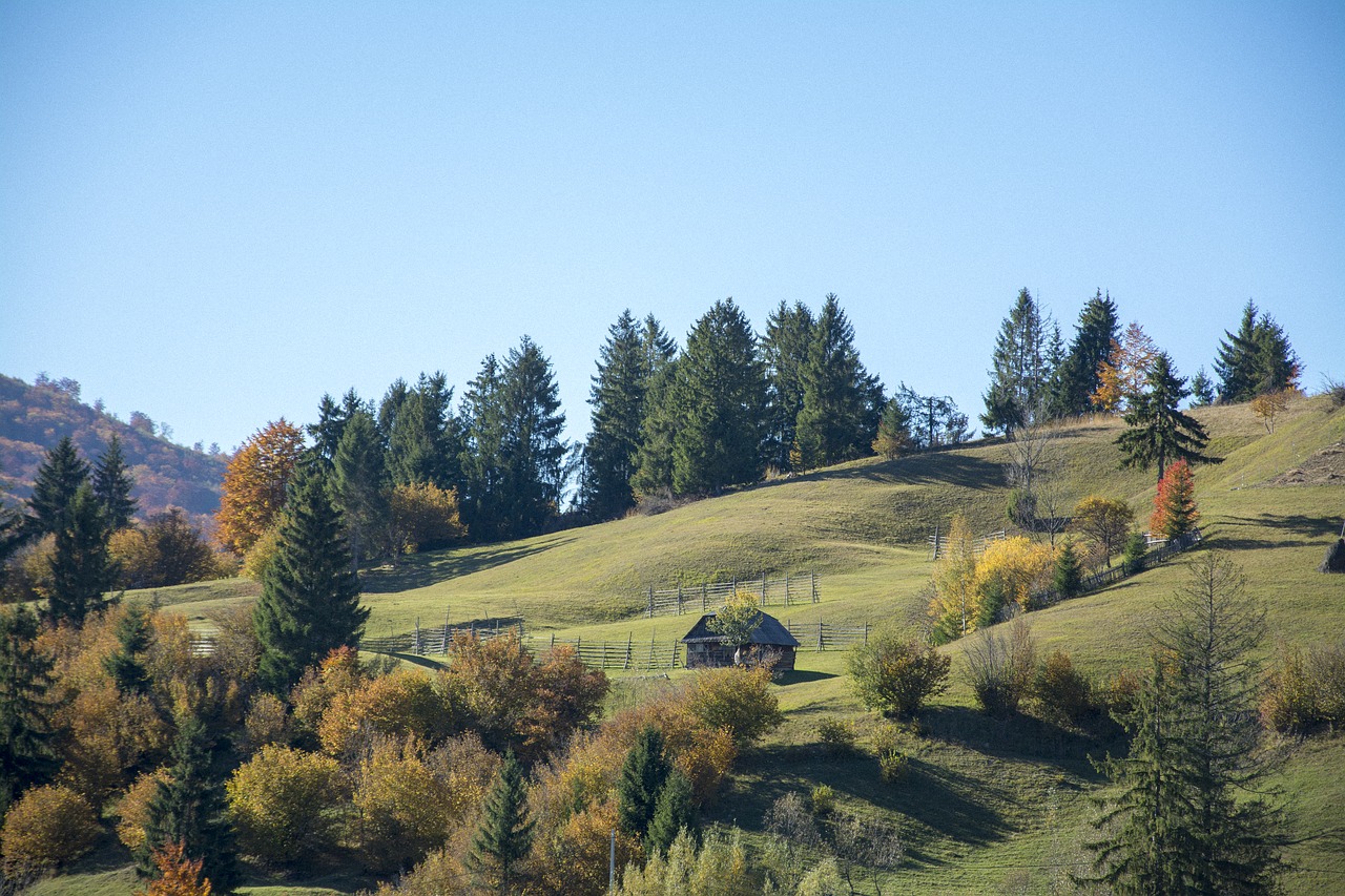 nature  green  forest free photo