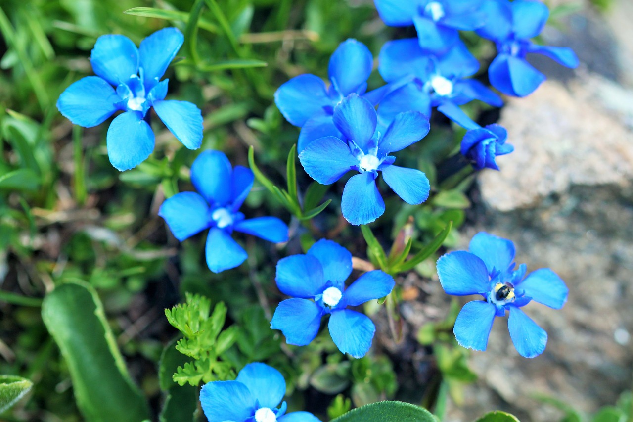 nature  flower  blue free photo