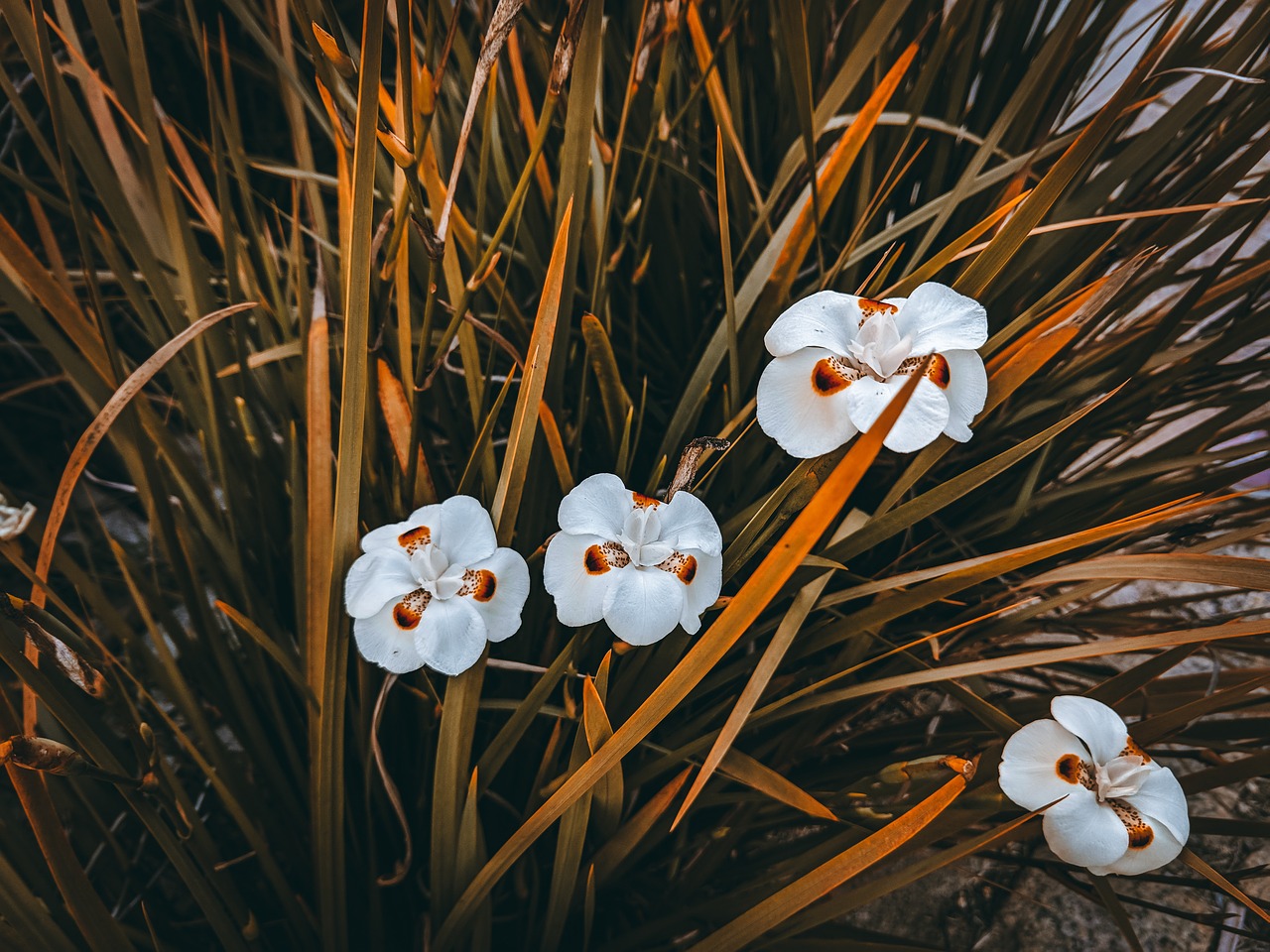 nature  plant  no person free photo