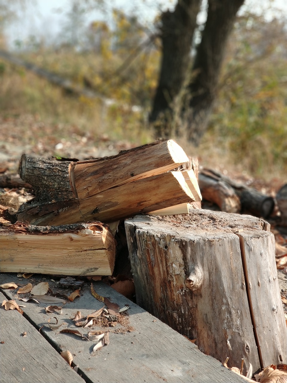 nature  autumn  firewood free photo