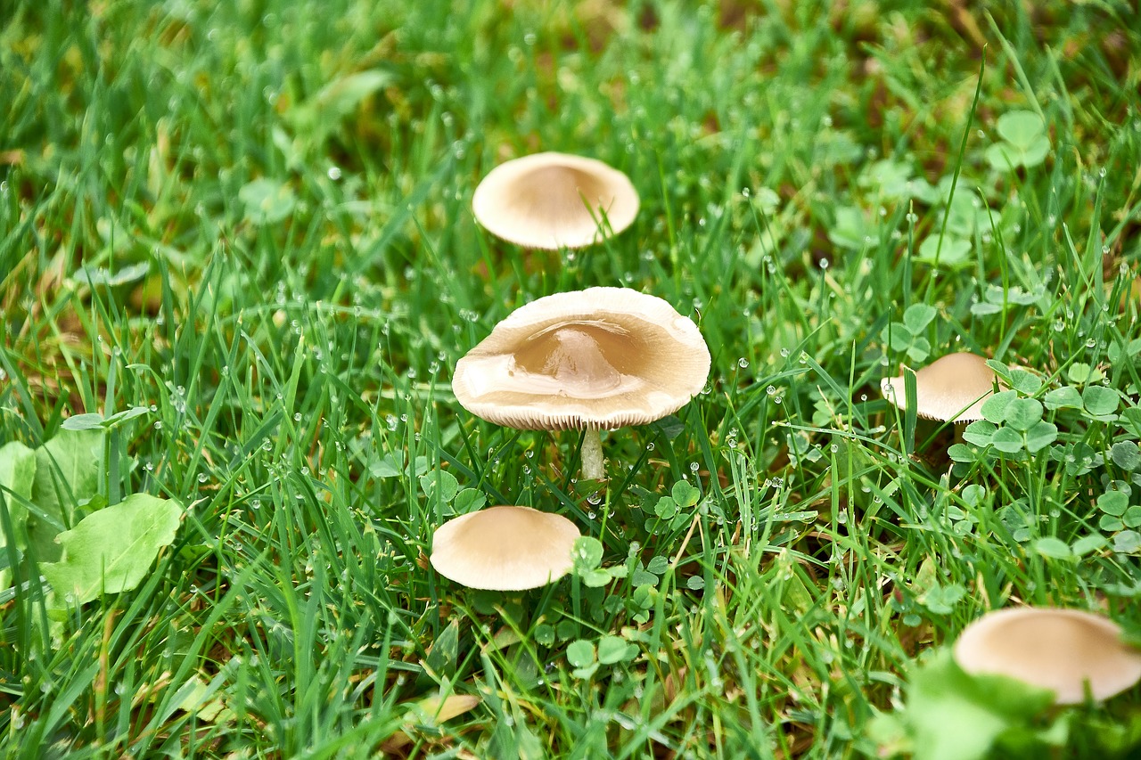 nature  mushrooms  mushroom free photo
