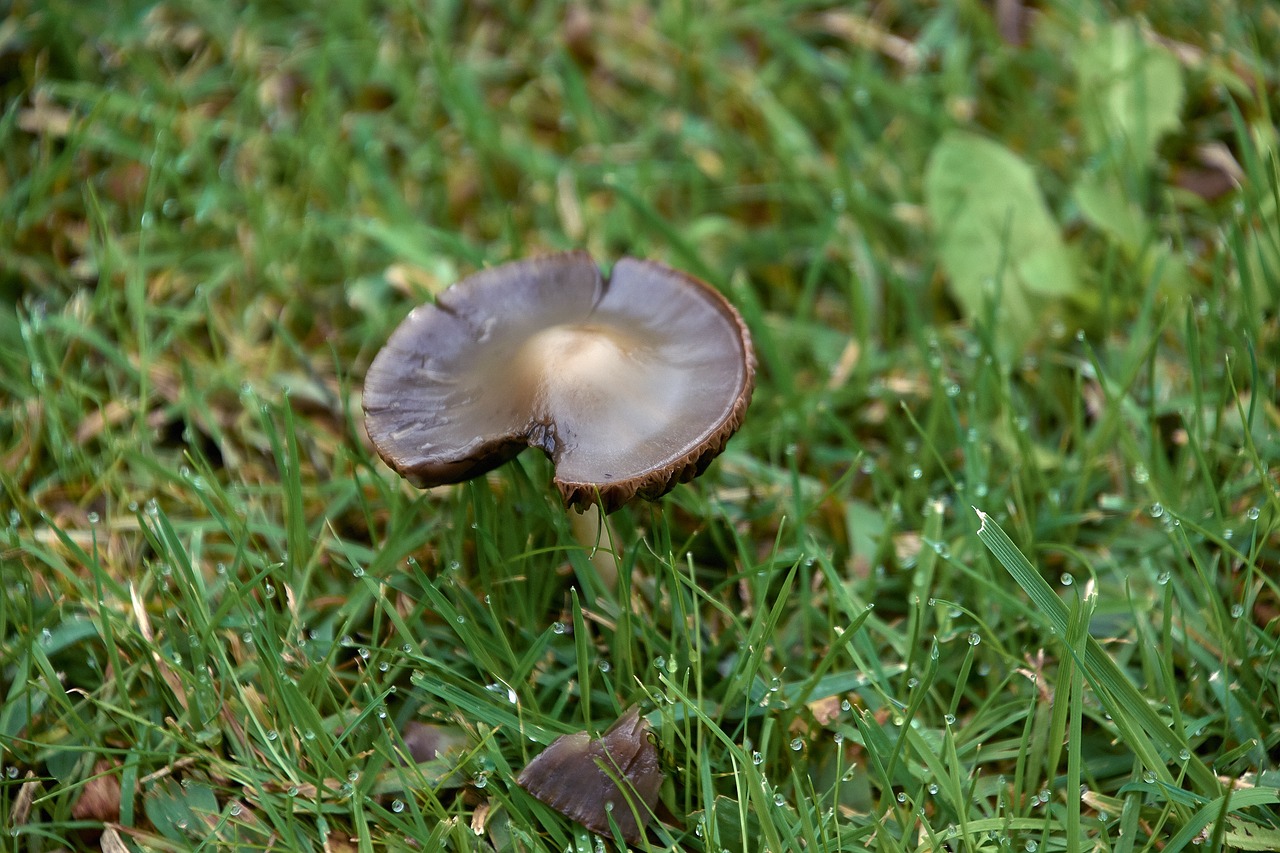 nature  mushrooms  mushroom free photo