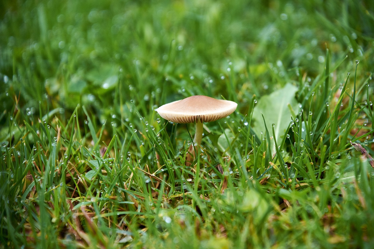 nature  mushrooms  mushroom free photo