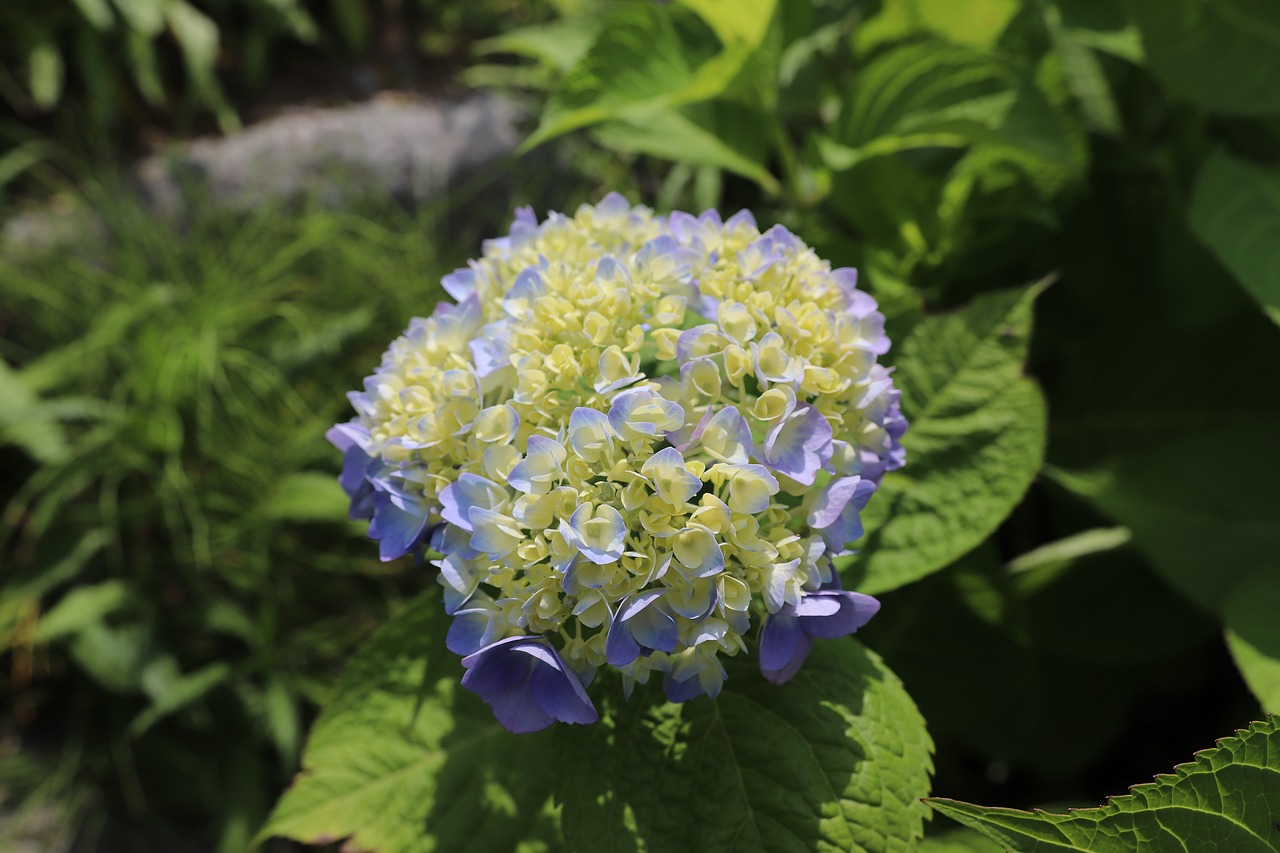 nature  flowers  hydrangea free photo