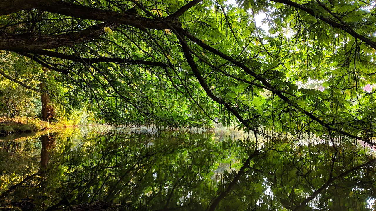 nature  green  water free photo