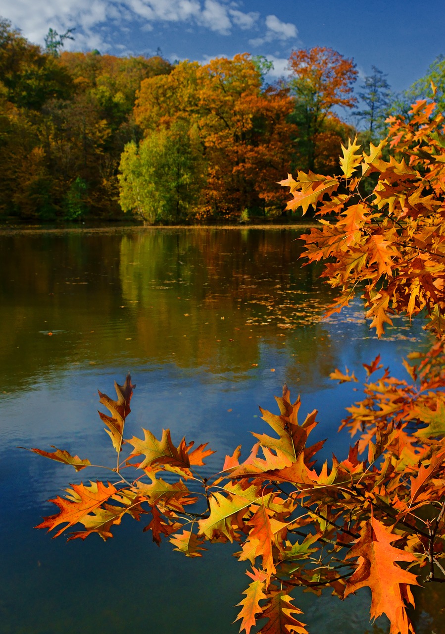 nature  autumn  water free photo