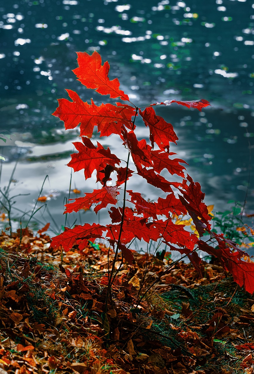 nature  autumn  water free photo