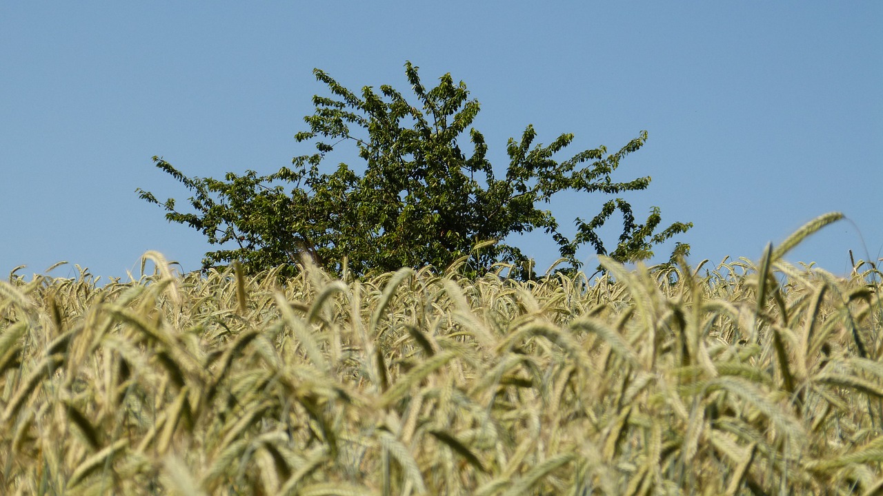 nature tree grain free photo