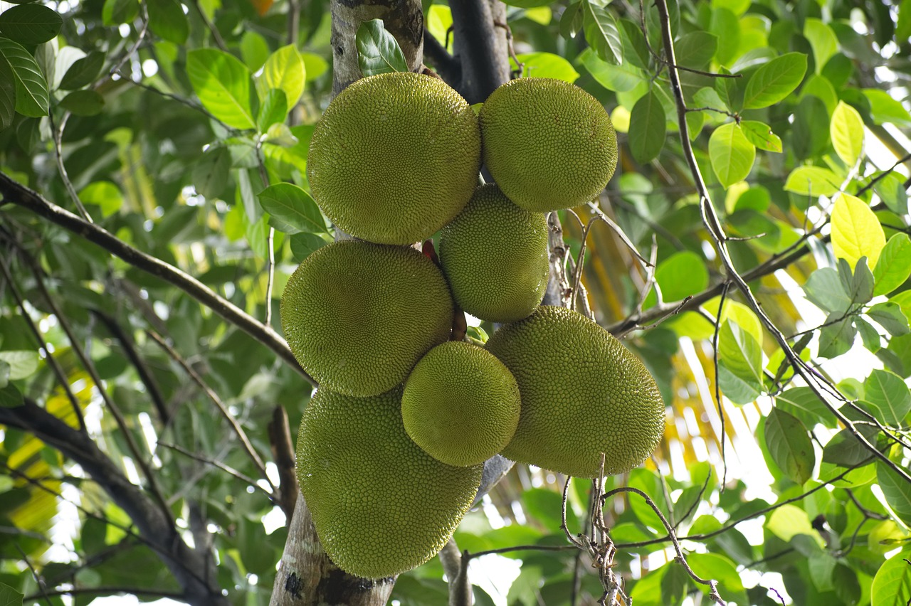 nature  green jack fruits  kerala free photo
