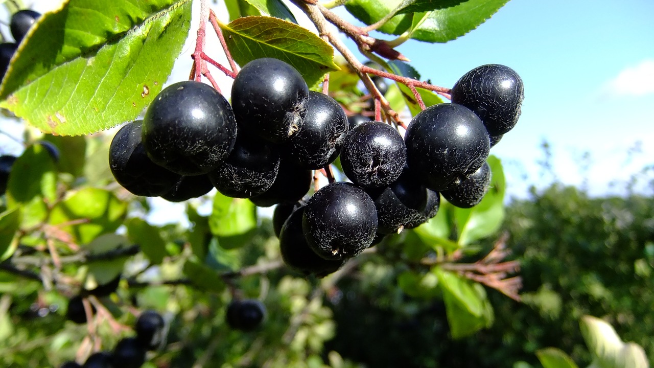 nature  chokeberry  berry free photo