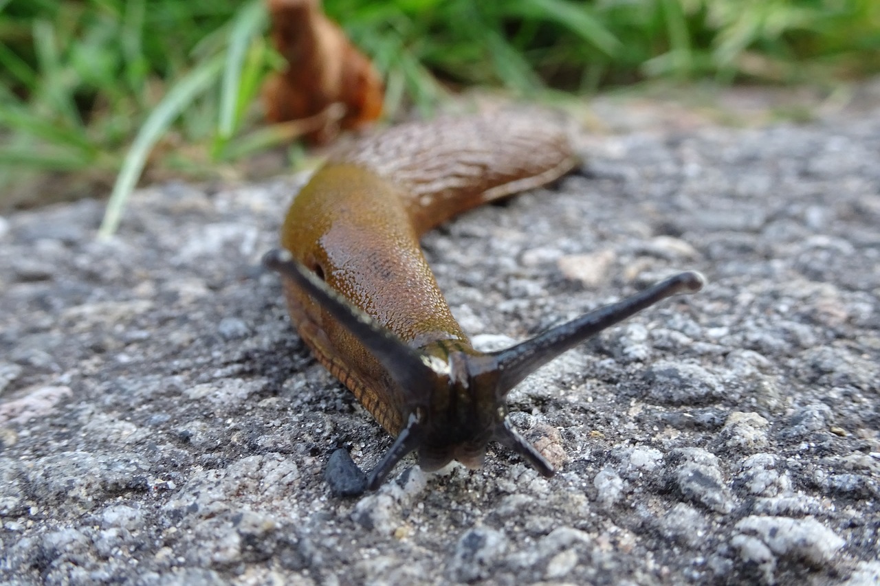 nature  snail  slowly free photo
