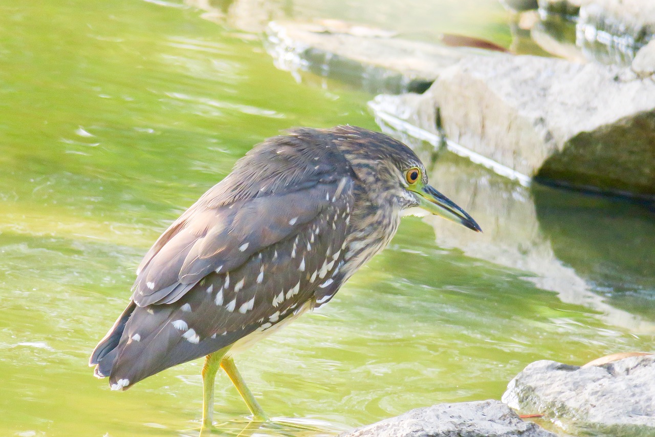 nature  bird  outdoor free photo