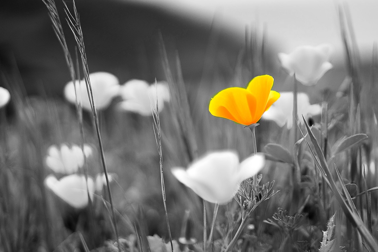 nature  flowers  field free photo