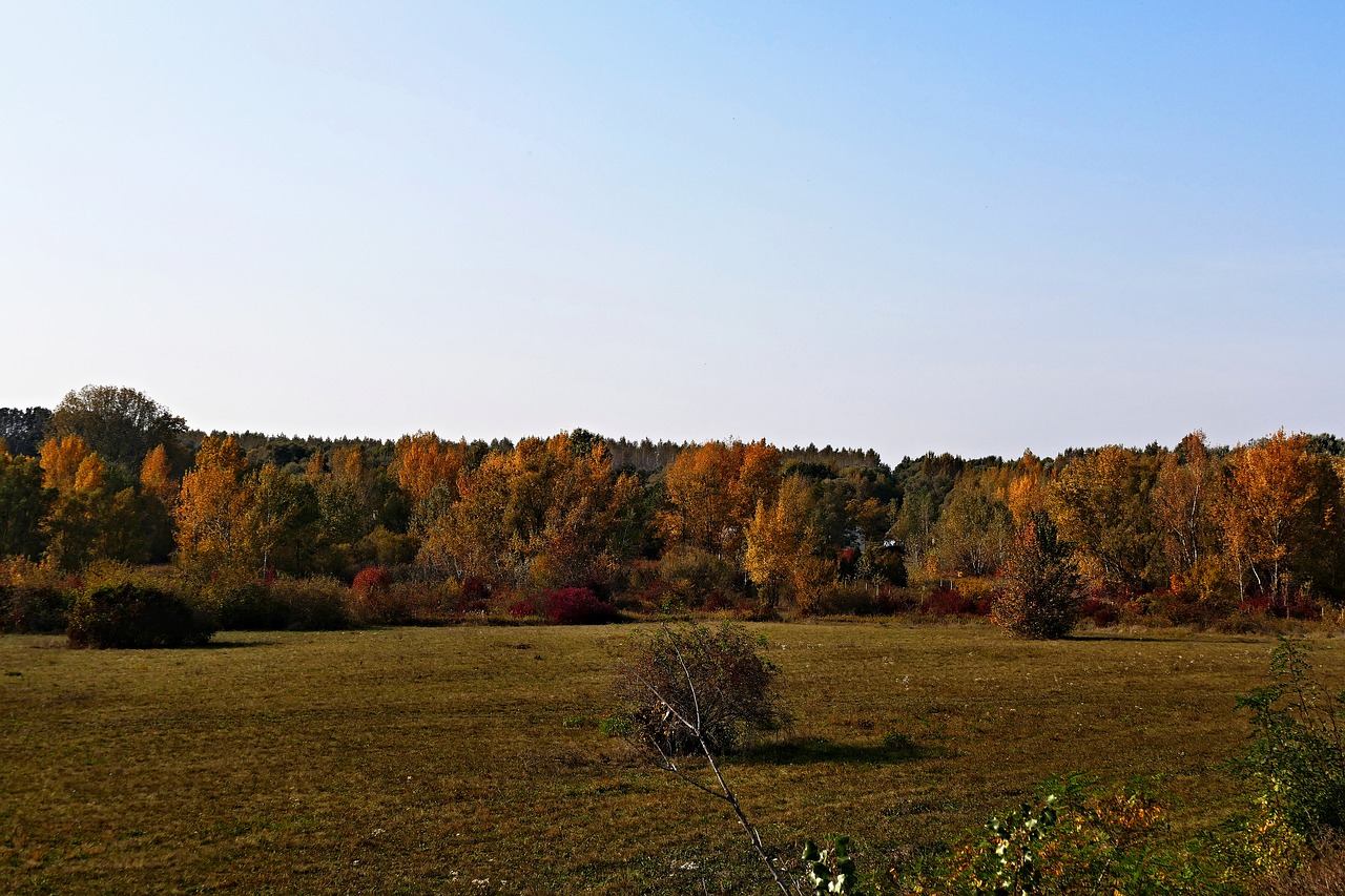 nature  country  meadow free photo