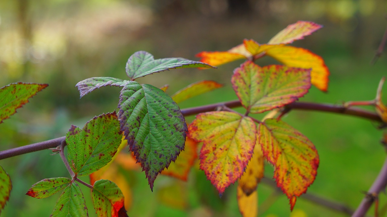 nature  plant  foliage free photo