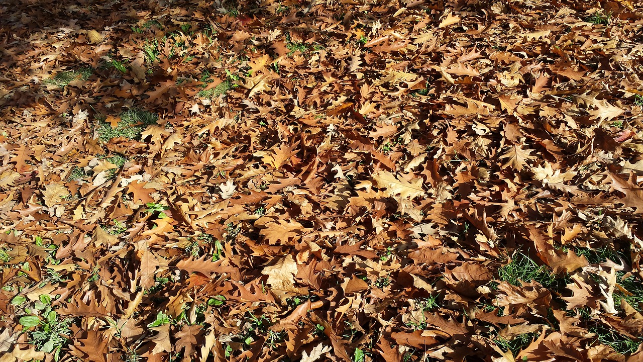 nature autumn dried leaves free photo