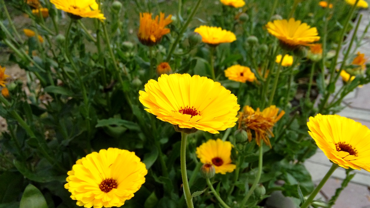 nature  leaf  flower free photo