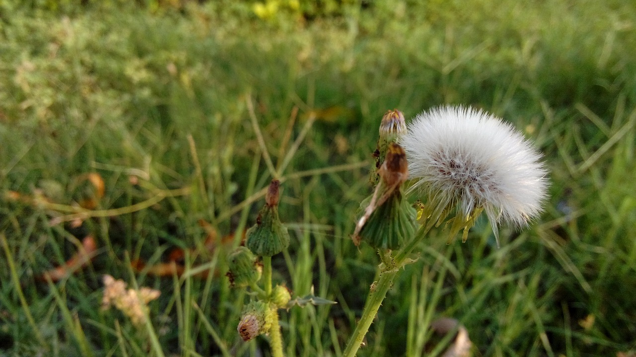 nature  leaf  flower free photo