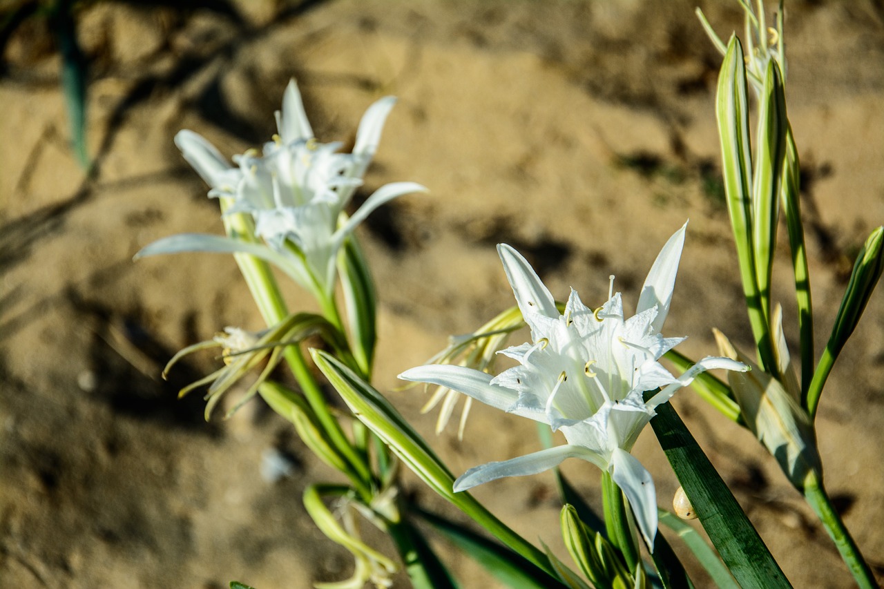 nature  lily  sea free photo