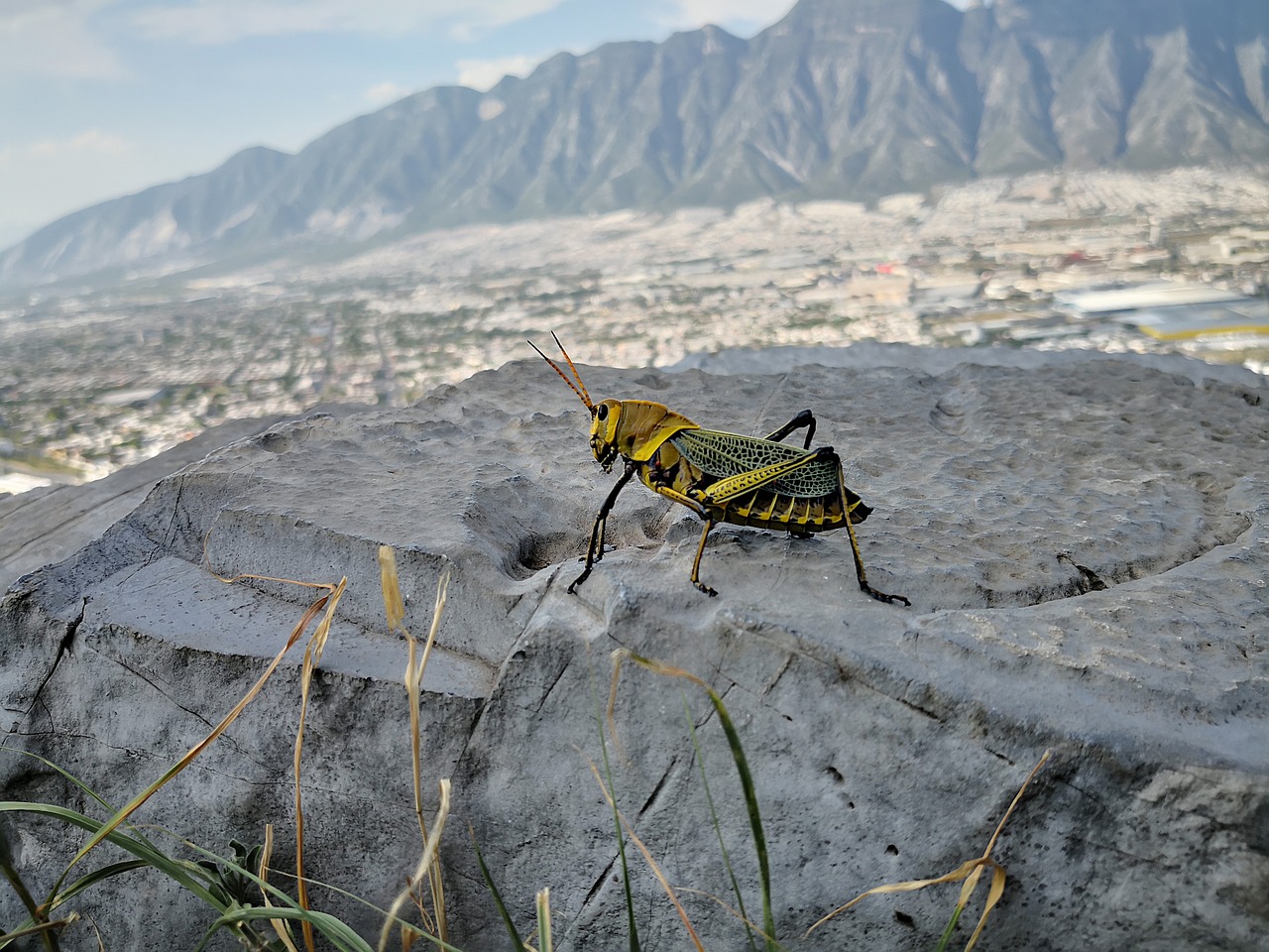 nature  grasshopper  chapulin free photo