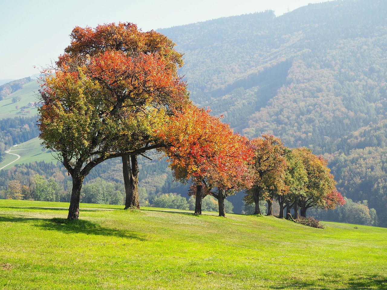 nature  landscape  autumn free photo