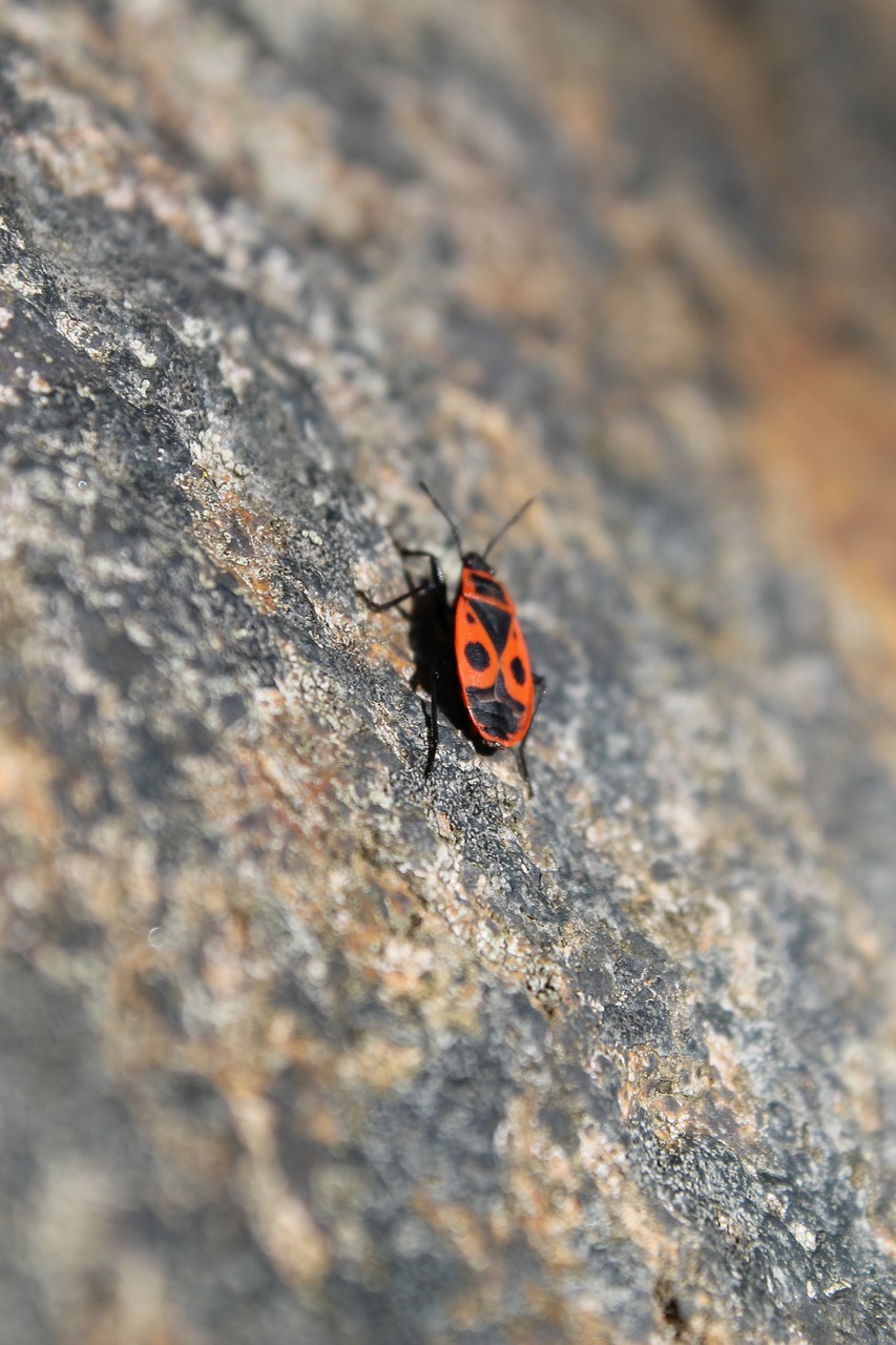 nature  bug  stone free photo