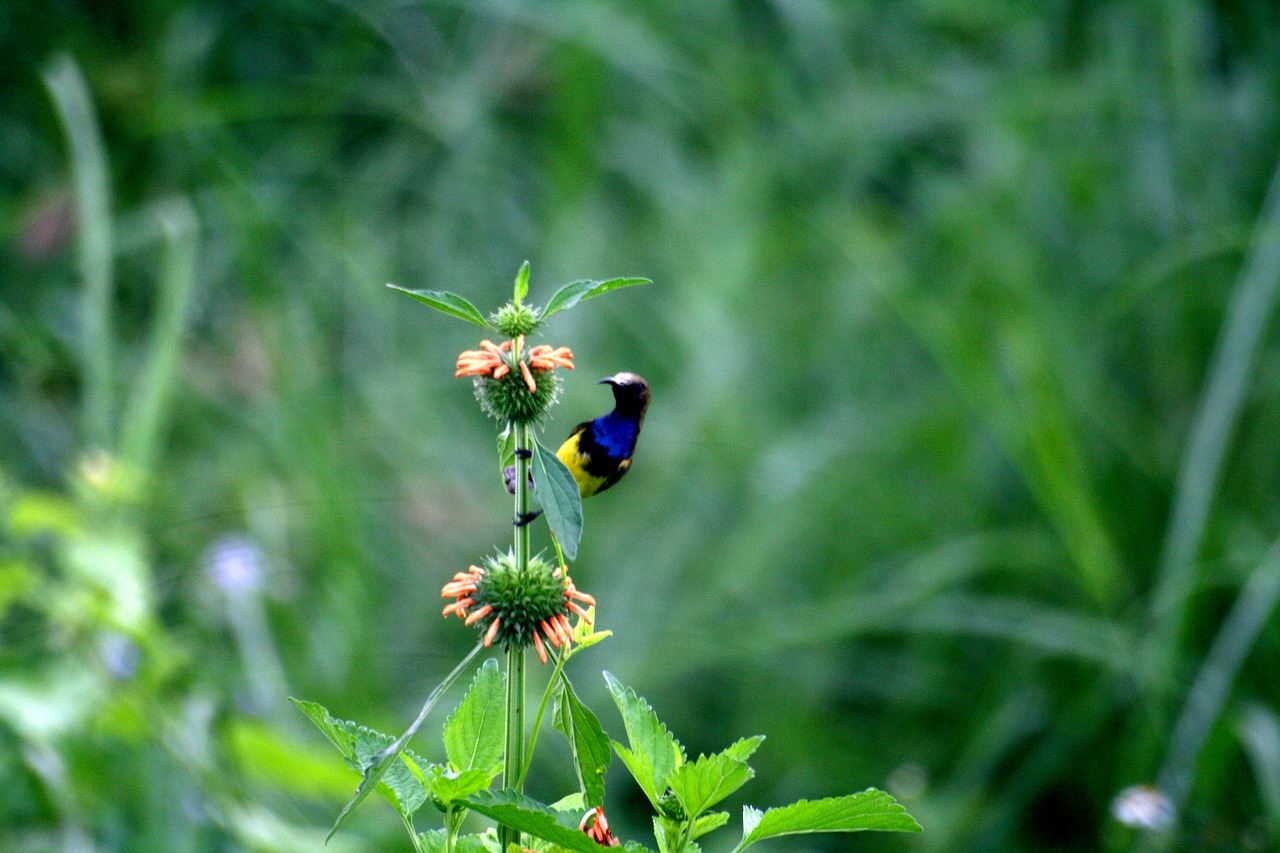 nature  birds  grass free photo