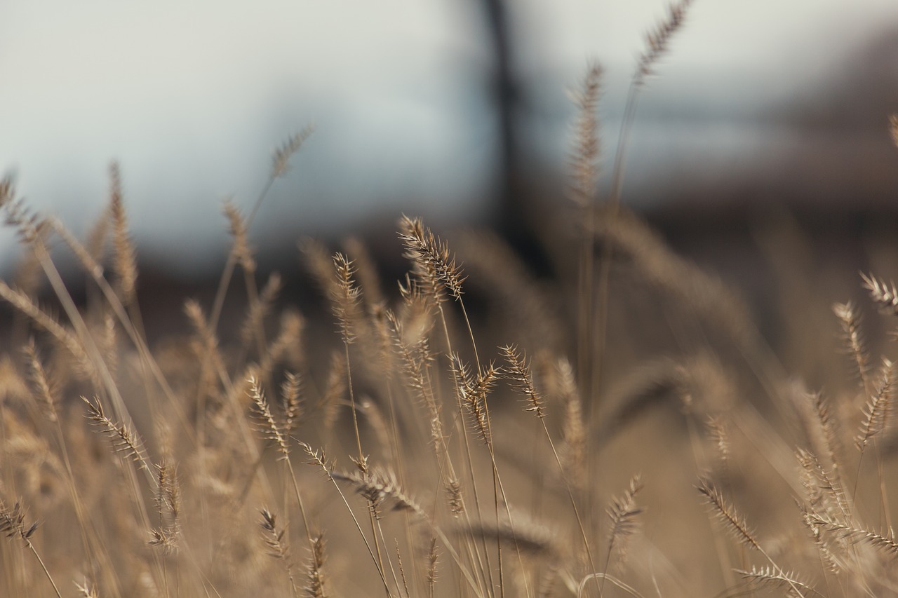 nature  grass  sky free photo