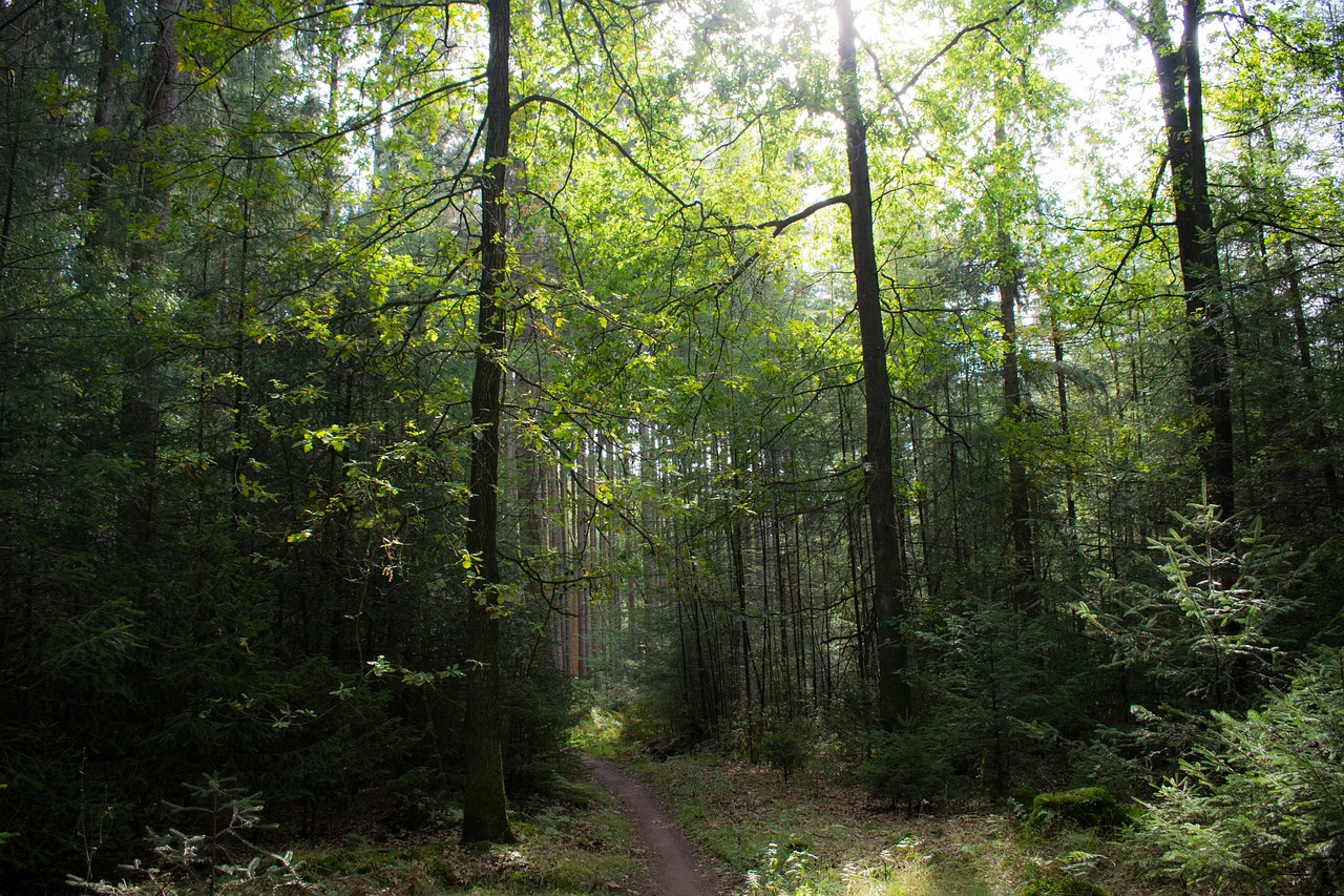 nature  trees  forest free photo