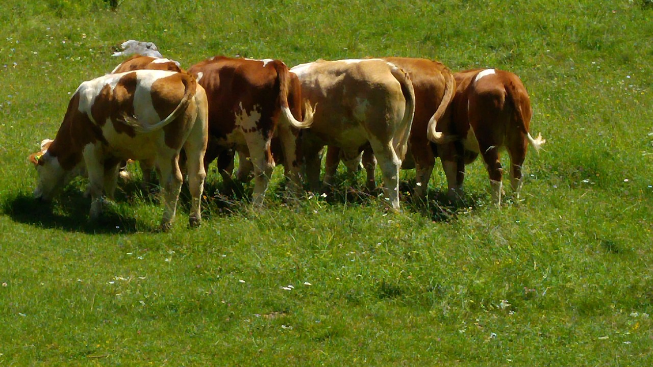 nature  alm  cows free photo