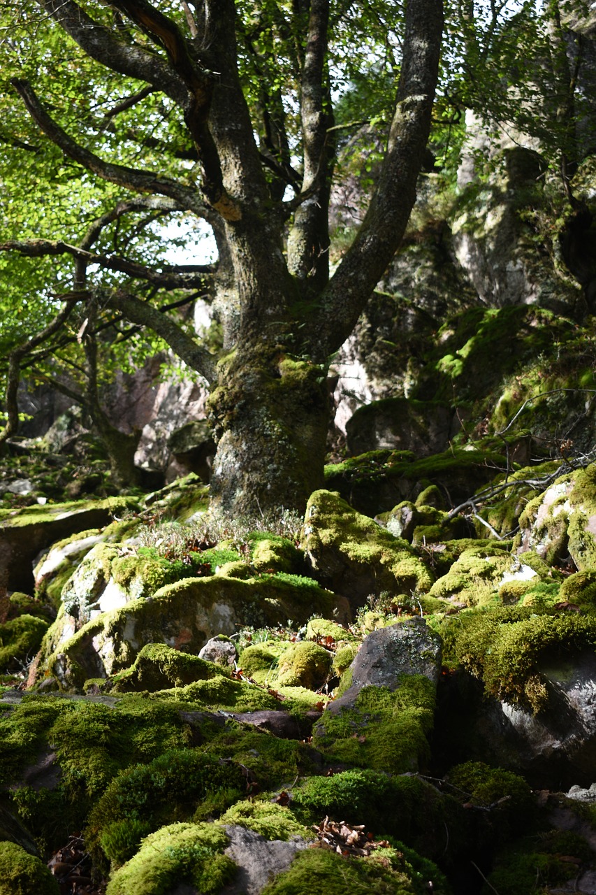 nature  moss  autumn free photo