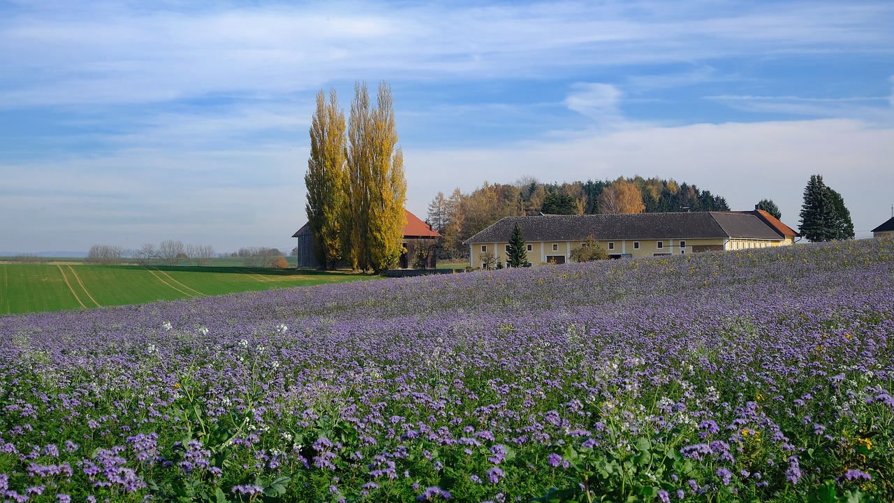 nature  landscape  autumn free photo