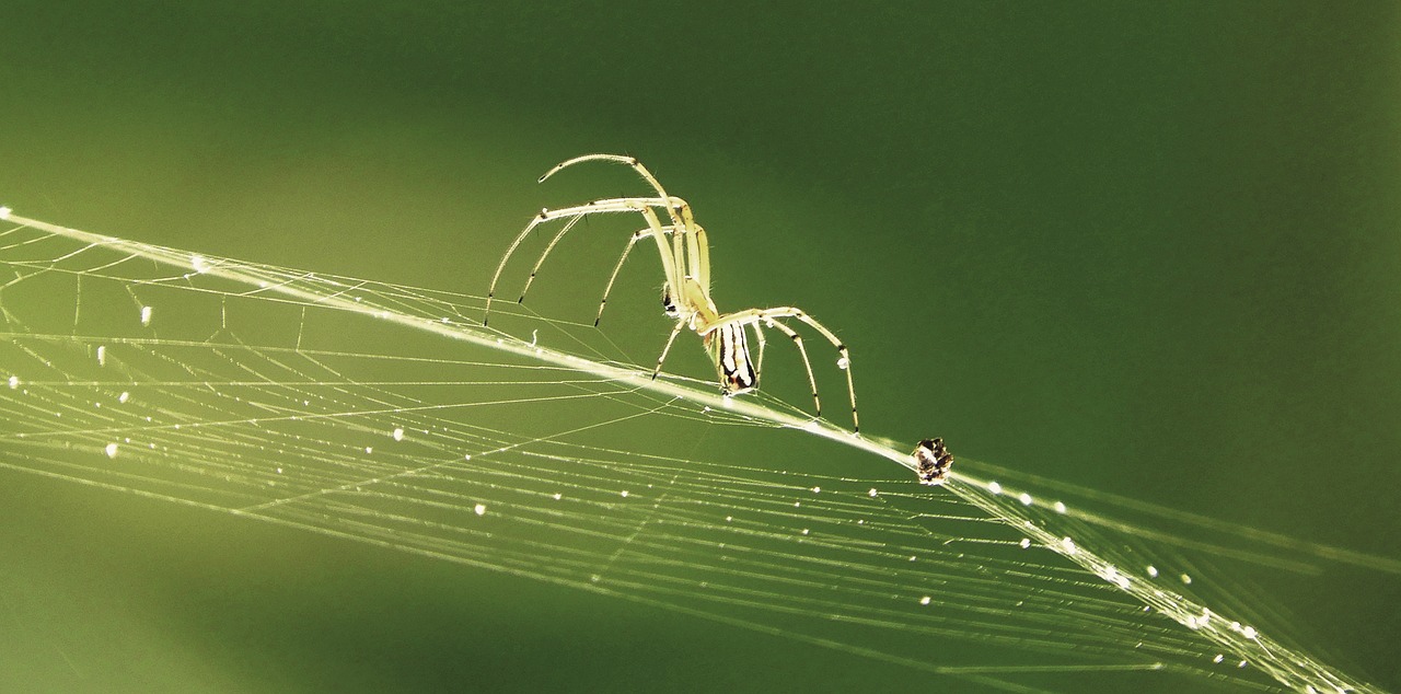 nature  spider weaver  arachnid free photo