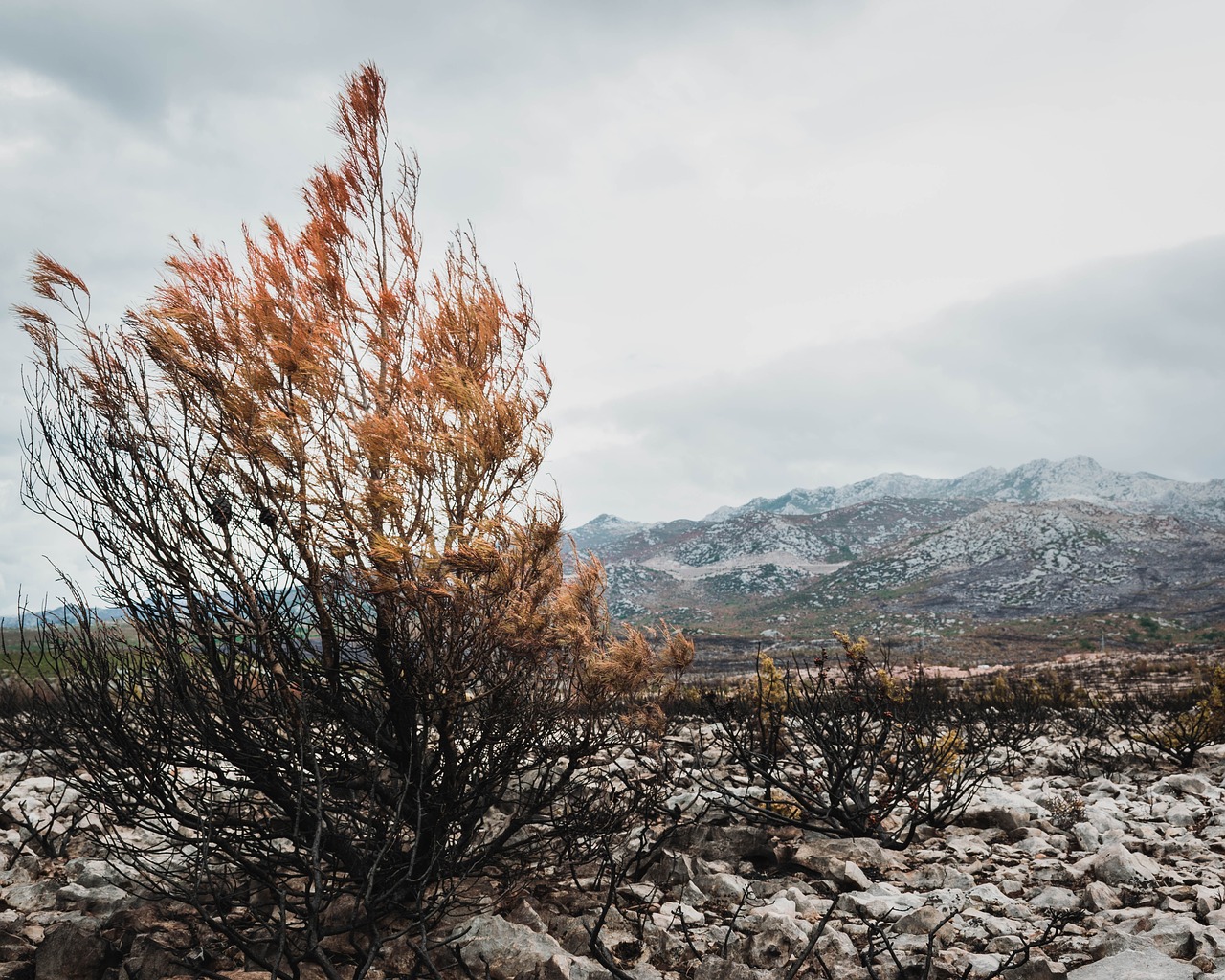 nature  trees  autumn free photo