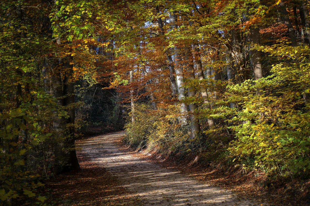 nature  landscape  forest free photo