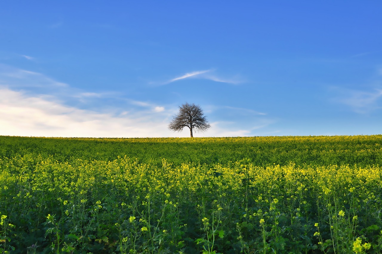 nature  landscape  autumn free photo