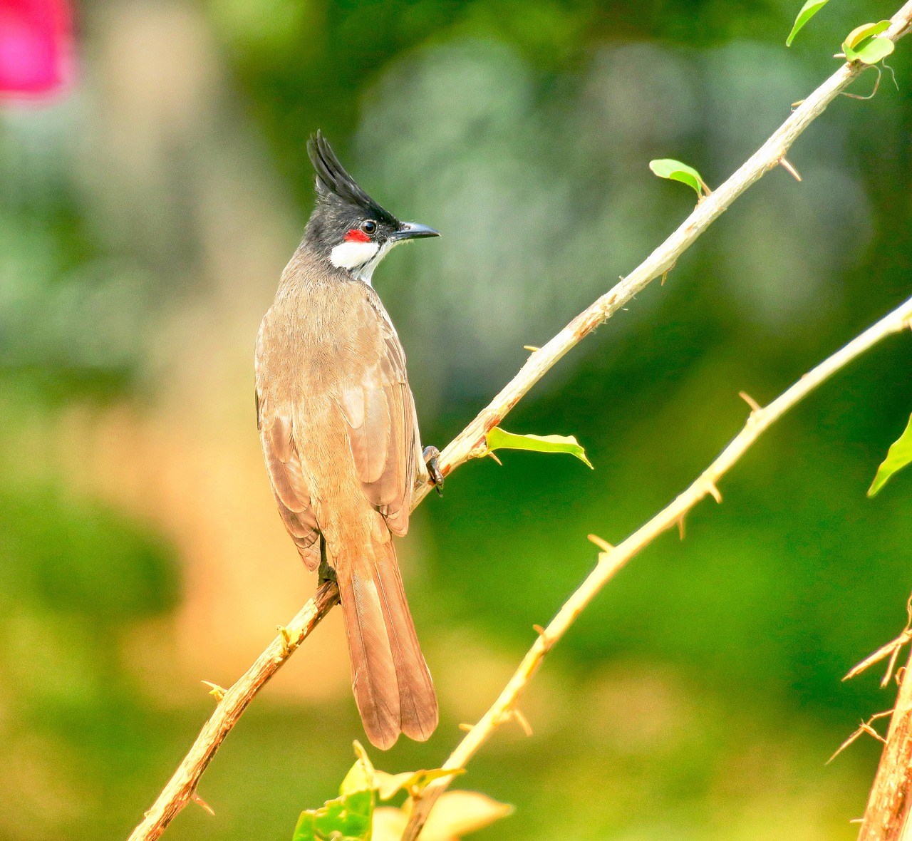 nature  bird  outdoor free photo