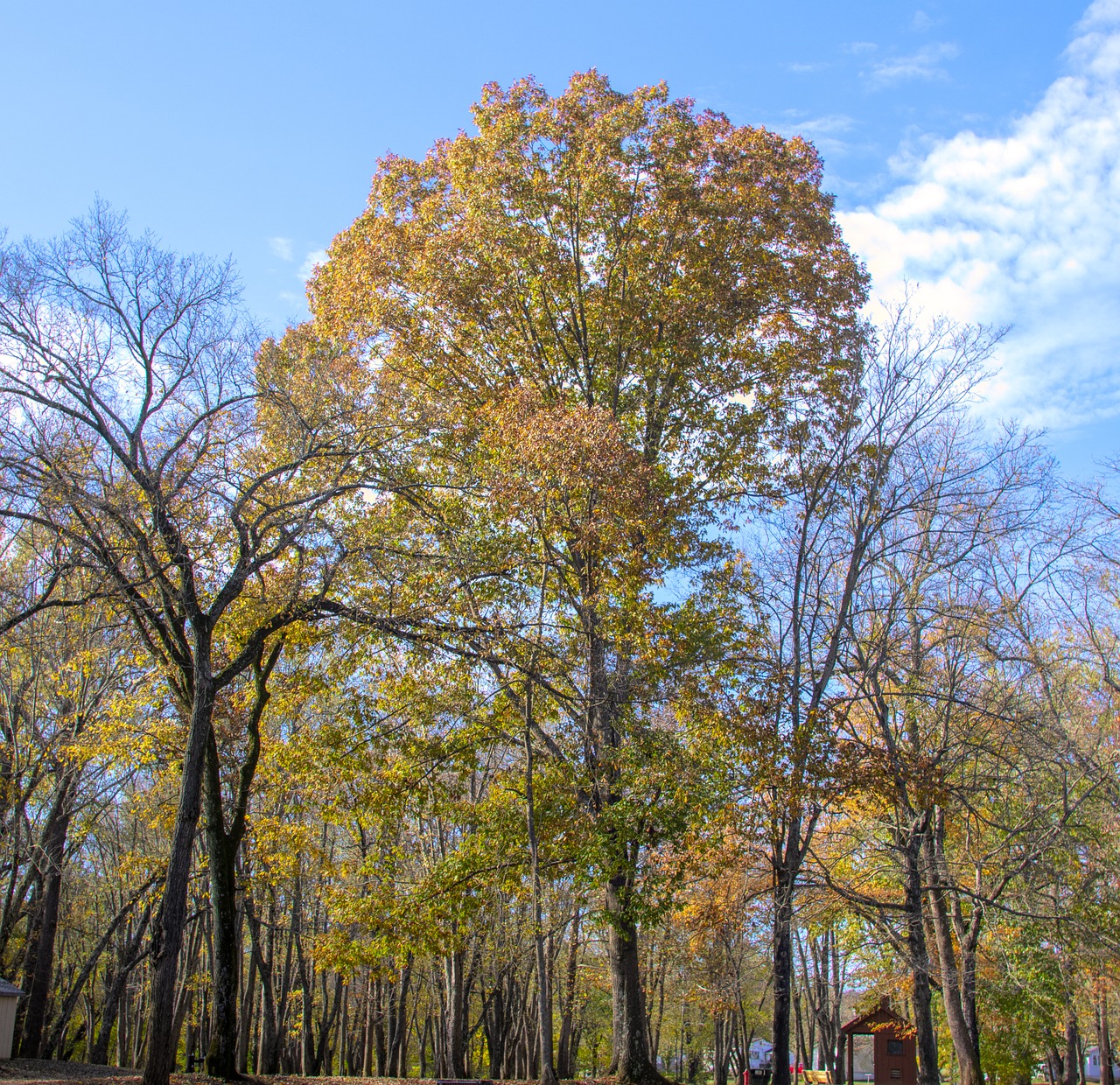 nature  scenic  tree free photo