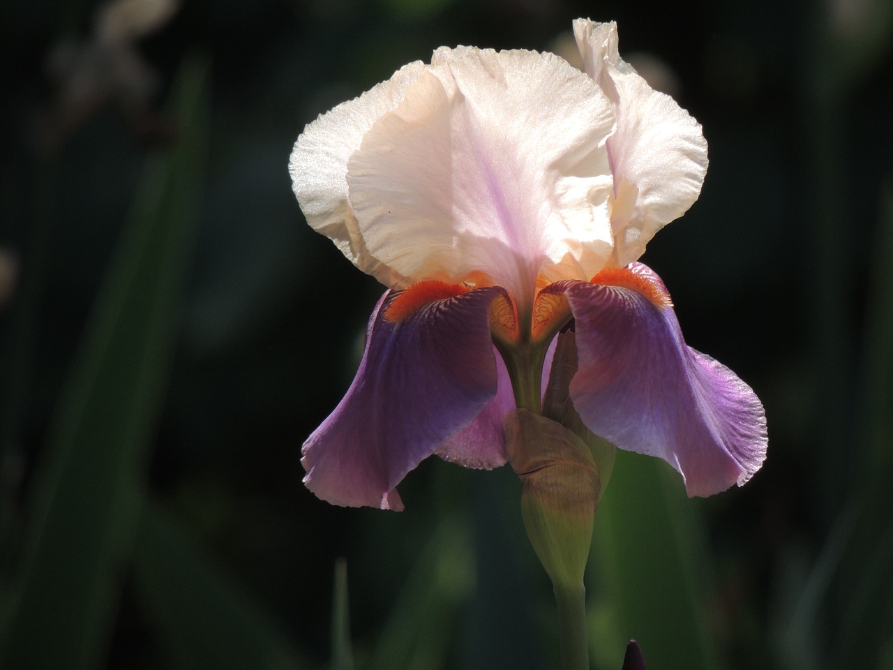 nature  flower  spring free photo