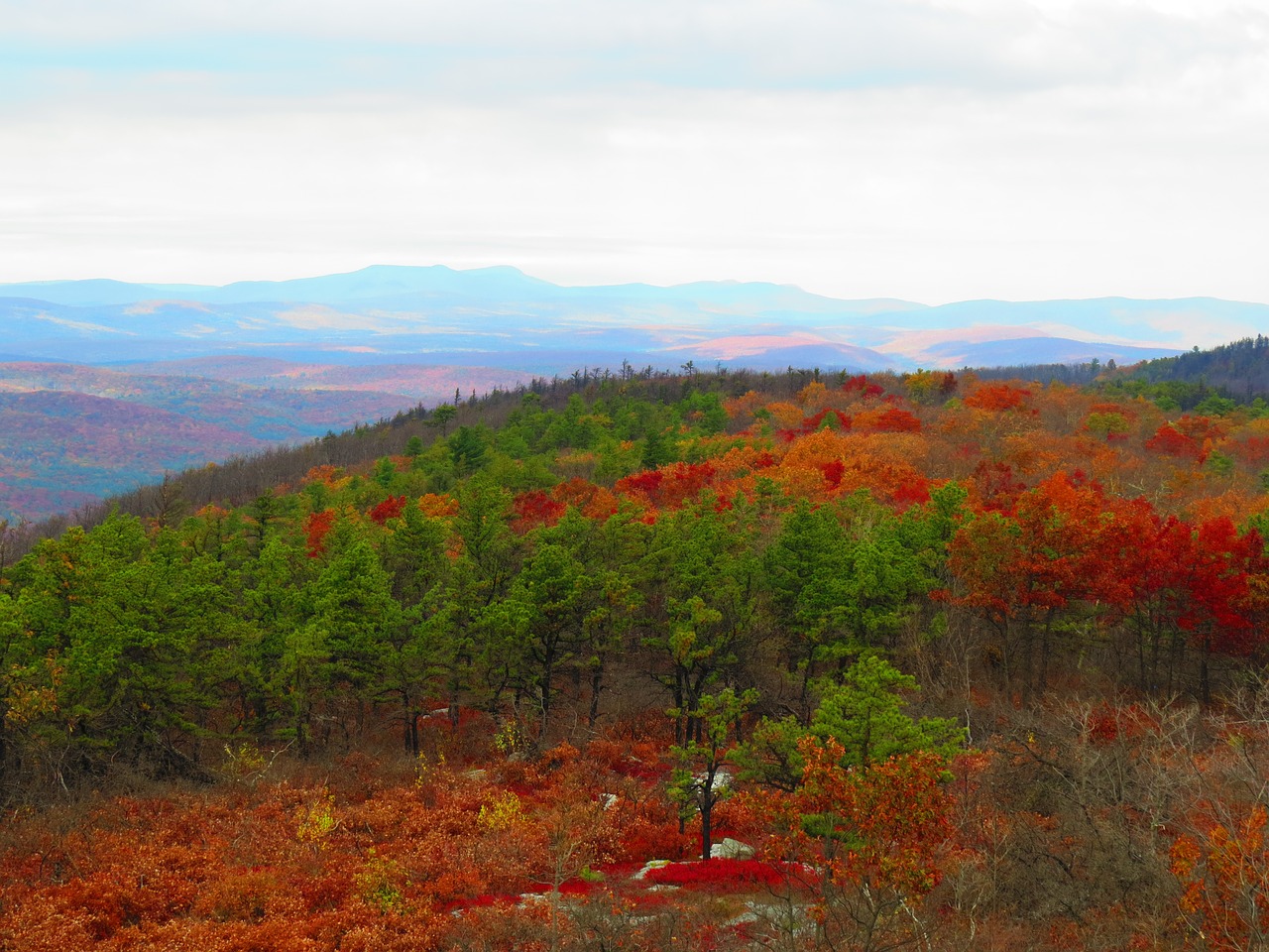 nature  leaves  fall free photo