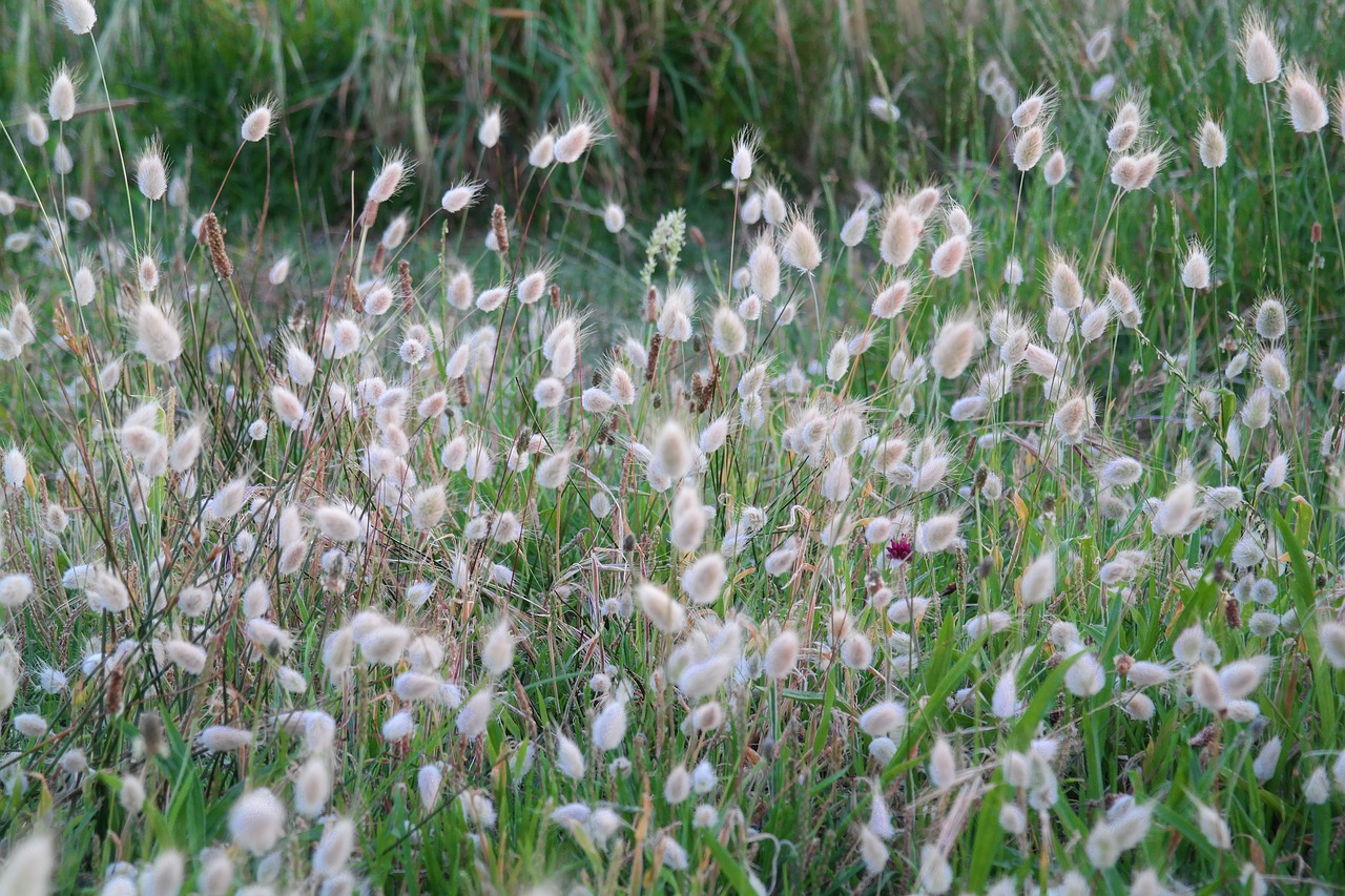 nature  grass  grasses free photo