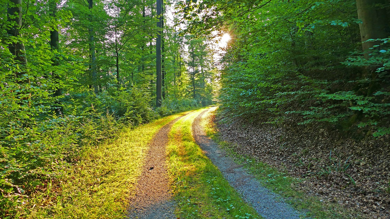 nature  landscape  forest free photo