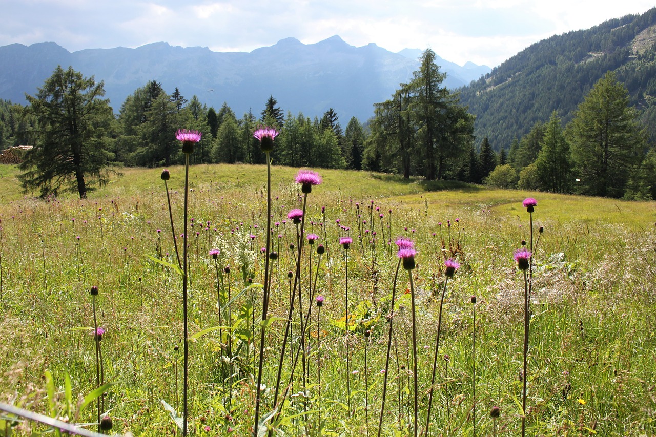 nature  austria  carinthia free photo