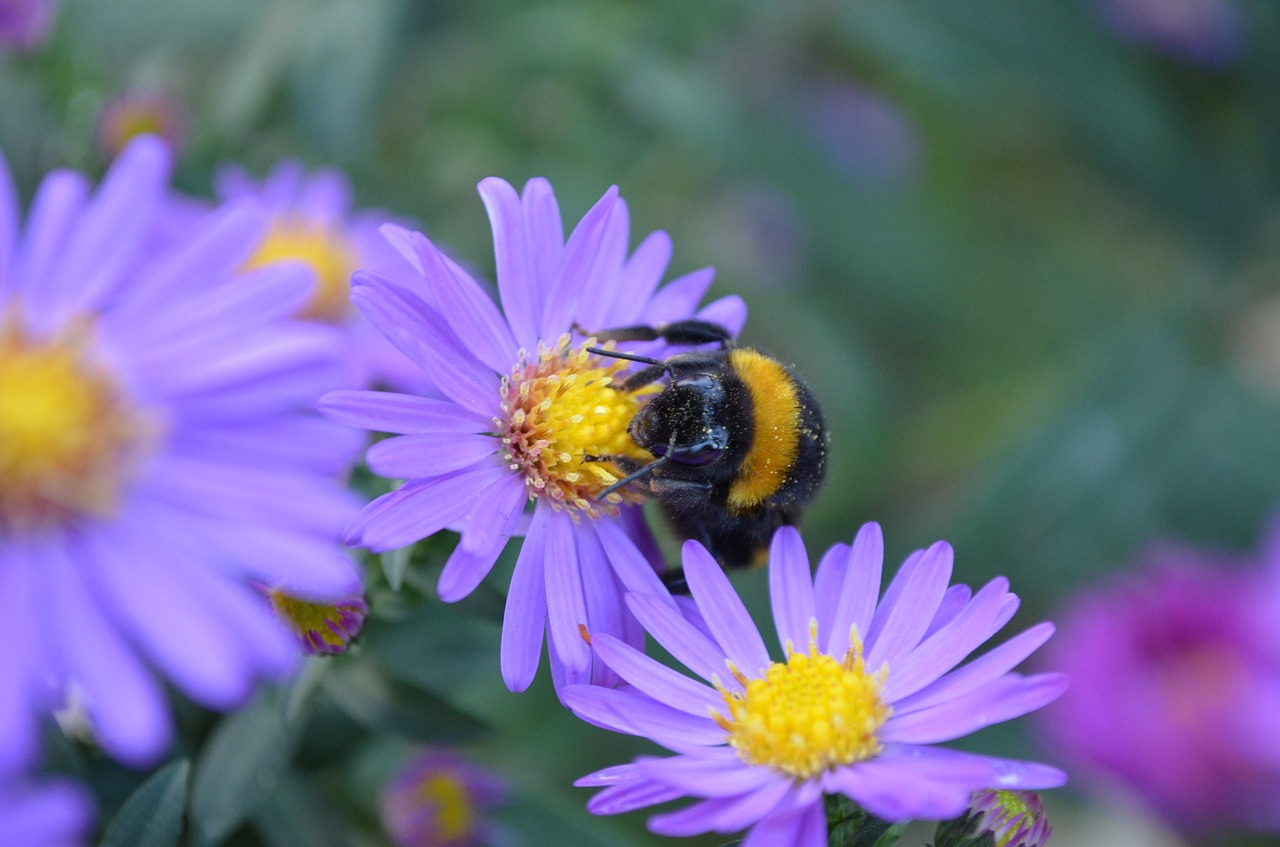 nature  flower  insect free photo